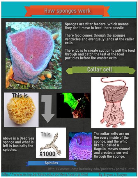 Types of Sea Sponges Info Sheet