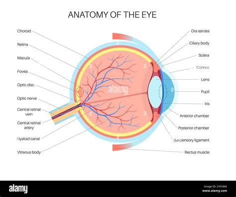 Illustration of the eye anatomy. The structure of the eye includes three different layers. The ...