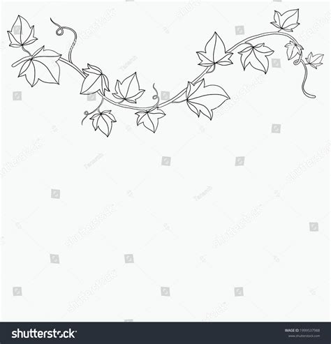 Ivy Vine Drawing