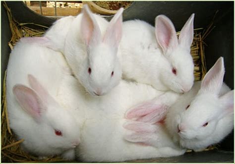 养殖兔子喜欢吃什么食物呢？-四川省融蔚农业科技有限公司