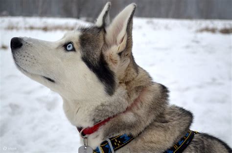 7 Km Huskies Sled Adventure in Rovaniemi - Klook India