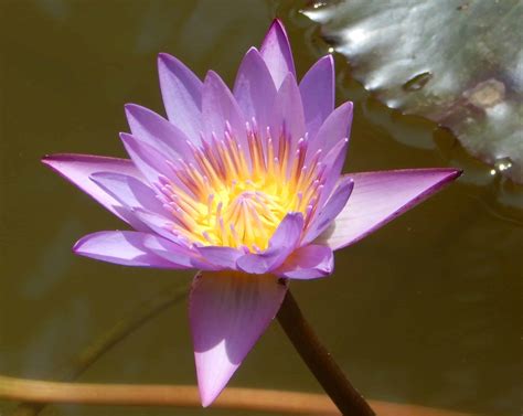 Image result for Turtle Java Eclipse