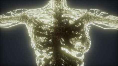 Animated Human Body 的图像结果