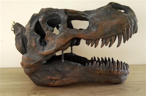 Full Scale T Rex Skull at William Wickens blog