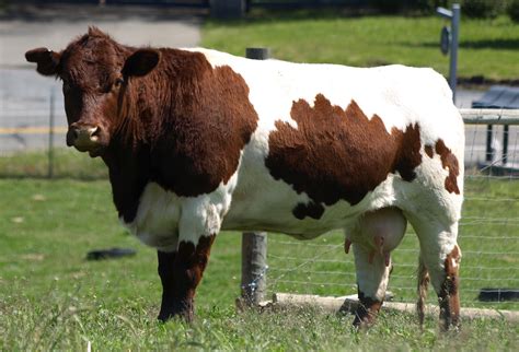Maine Anjou Cow