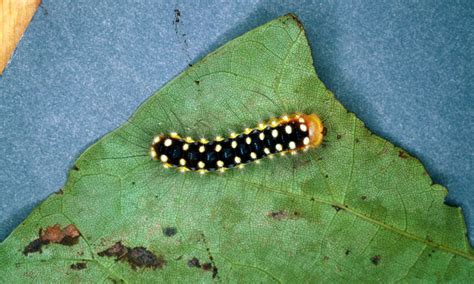 Do Caterpillars Bite or Sting?