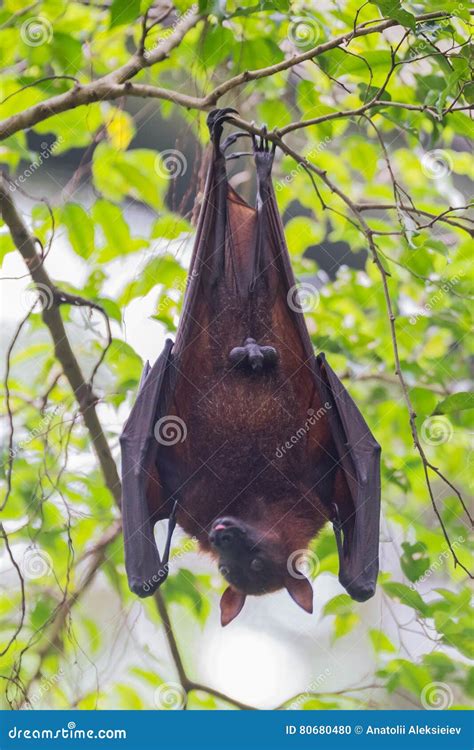 Bat Hanging Upside Down Dream Meaning at Harold Hernandez blog