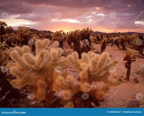 Sunset in Cholla Cactus Garden Stock Image - Image of tree, joshua ...