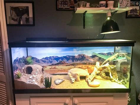 My bearded dragon set up just Incase someone wants some ideas : r ...
