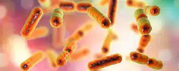 What is Mitochondrial coxiella effector F (MceF)?