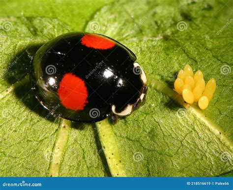 Ladybug Laying Eggs