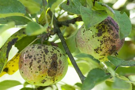 Image result for Fruit Tree Problems