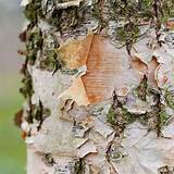 How To Plant and Grow a River Birch Tree | The Family Handyman