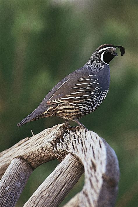 Quail Bird Flying