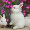 Image result for Rabbit Wallpaper Pattern