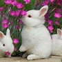 Image result for Blue Bunny Wallpaper