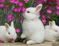 Image result for Bunnies Flowers Background