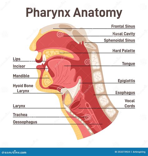 Upper Airway Anatomy