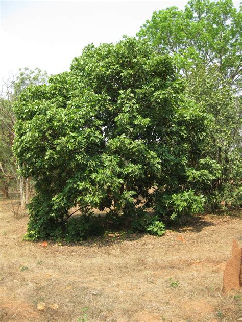 Herbarium JCB