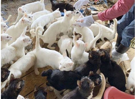 238 vernachlässigte Katzen aus Haus in Nordjapan gerettet