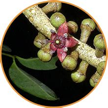 Richfeel Hair Root Nourisher/Tonic | For Hair Fall Control | Hair ...