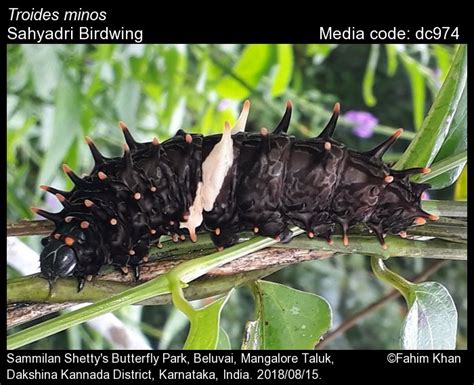 Troides minos | Butterfly