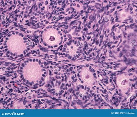 Ovary. Primary follicle stock illustration. Illustration of histological - 231620502
