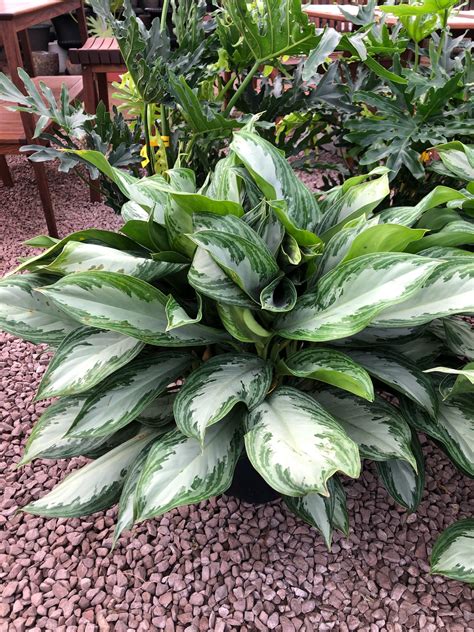 The Gallery – Gardner's Landscape Nursery