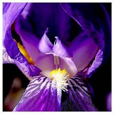 iris fiore immagini il fiore iris iris fiore immagini il fiore iris