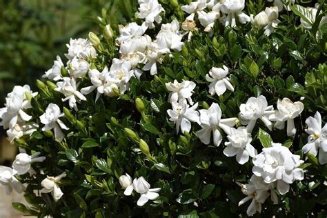 Gardenia Veitchii 1 Extra Large 3 Gallon Plant Gardenia jasminoides 'Veitchii' Fragrant Blooms ...
