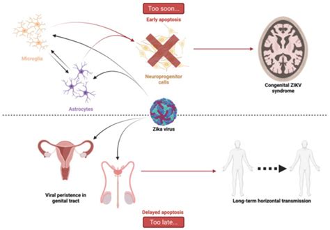 Apoptosis during ZIKA Virus Infection: Too Soon or Too Late?