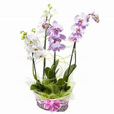 immagini fiori orchidee vendita e consegna fiori piante ed omaggi floreali immagini fiori orchidee vendita e consegna fiori piante ed omaggi floreali