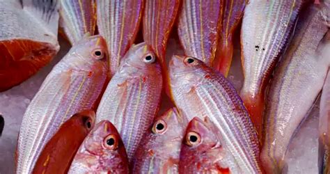 इस शख्स ने खाई आधी पकी मछली तो खराब हुई हालत, parasite worms ने दिए ...