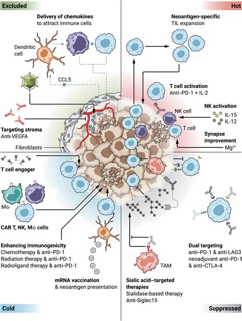 Combination cancer immunotherapies: Emerging treatment strategies adapted to the tumor ...