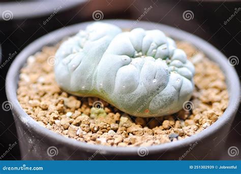 Lophophora Fricii or Peyote Cactus or Lophophora Williamsii , Peyote ...