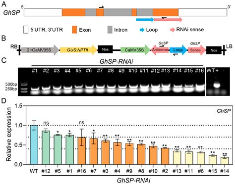RNA Interference-Mediated Suppression of GhSP (SELF-PRUNING) Modulates ...