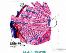 Image result for 肝