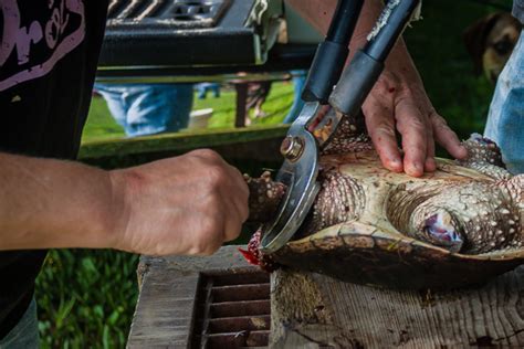 Image result for Snapping Turtle Cleaning