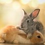 Image result for Bunch of Bunnies