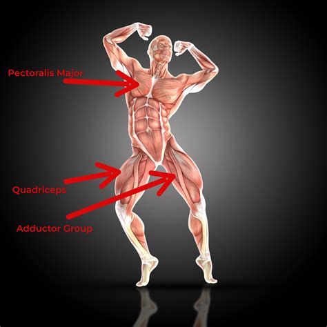 Muscles Used in the Golf Swing — Research Driven Golf