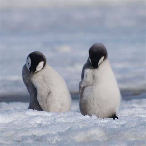 Newborn Emperor Penguin
