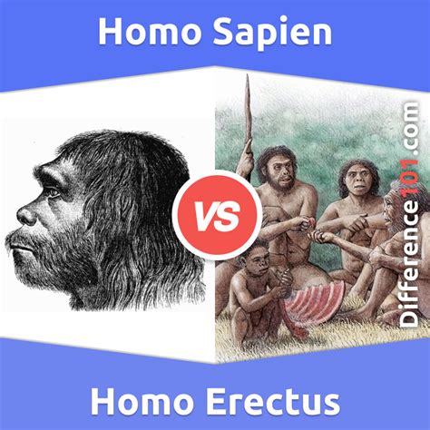Homo Erectus vs. Homo Sapien: 14 Key Differences, Description, Similarities | Difference 101