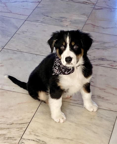 Bernese Mountain Dog Australian Shepherd Mix