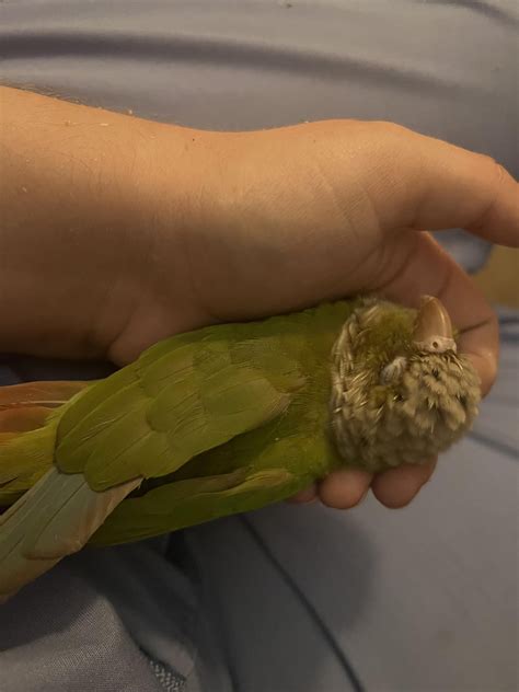 Three days ago, he was just a lonely little Petco bird. I paid him ...