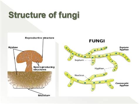 Mold Inspector 的图像结果