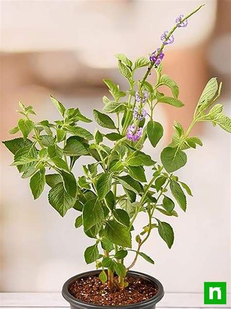 Buy Purple Flower Plants online from Nurserylive at lowest price.