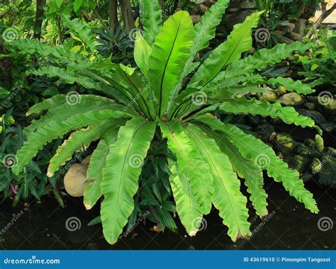 Bird Nest Fern stock photo. Image of flora, nest, macro - 43619610