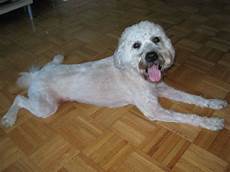 soft coated wheaten terrier haircut dog wheaten my wheaten s usual haircut soft coated wheaten terrier dog breeds wheaten terrier soft coated wheaten terrier haircut dog wheaten my wheaten s usual haircut soft coated wheaten terrier dog breeds wheaten terrier