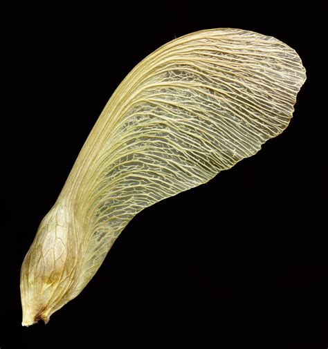 Free Images : nature, wing, growth, leaf, seed, flower, young, food ...