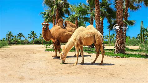 Camels